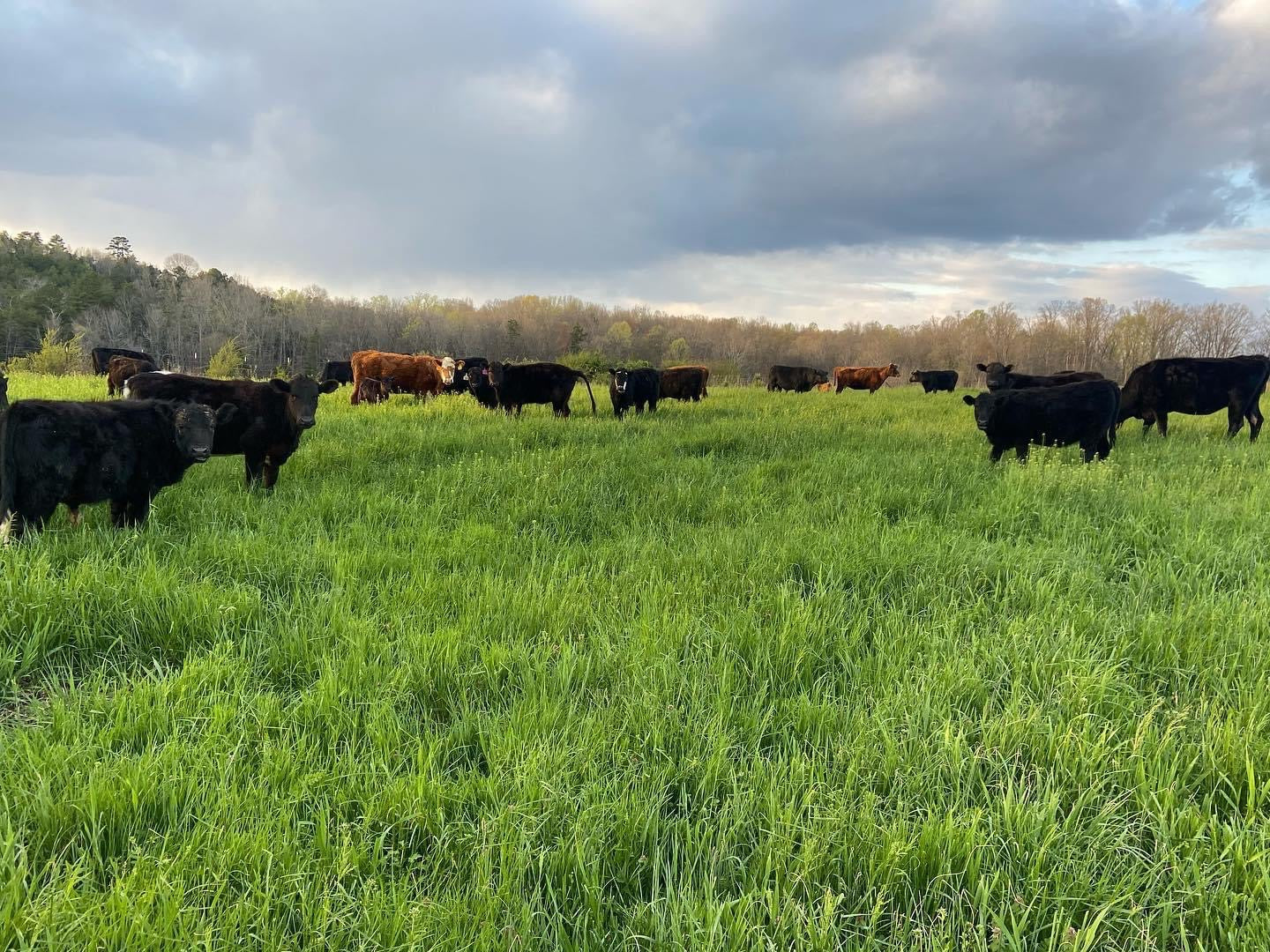Local Business | Holly Knoll Farms | United States local business Grass Fed Beef Best Beef in Tennessee drive-thru fruits and vegetables store in tennessee Best Grass Fed Beef in Tennessee Subscription Boxes Bundle Box Pork Products Free Range Eggs