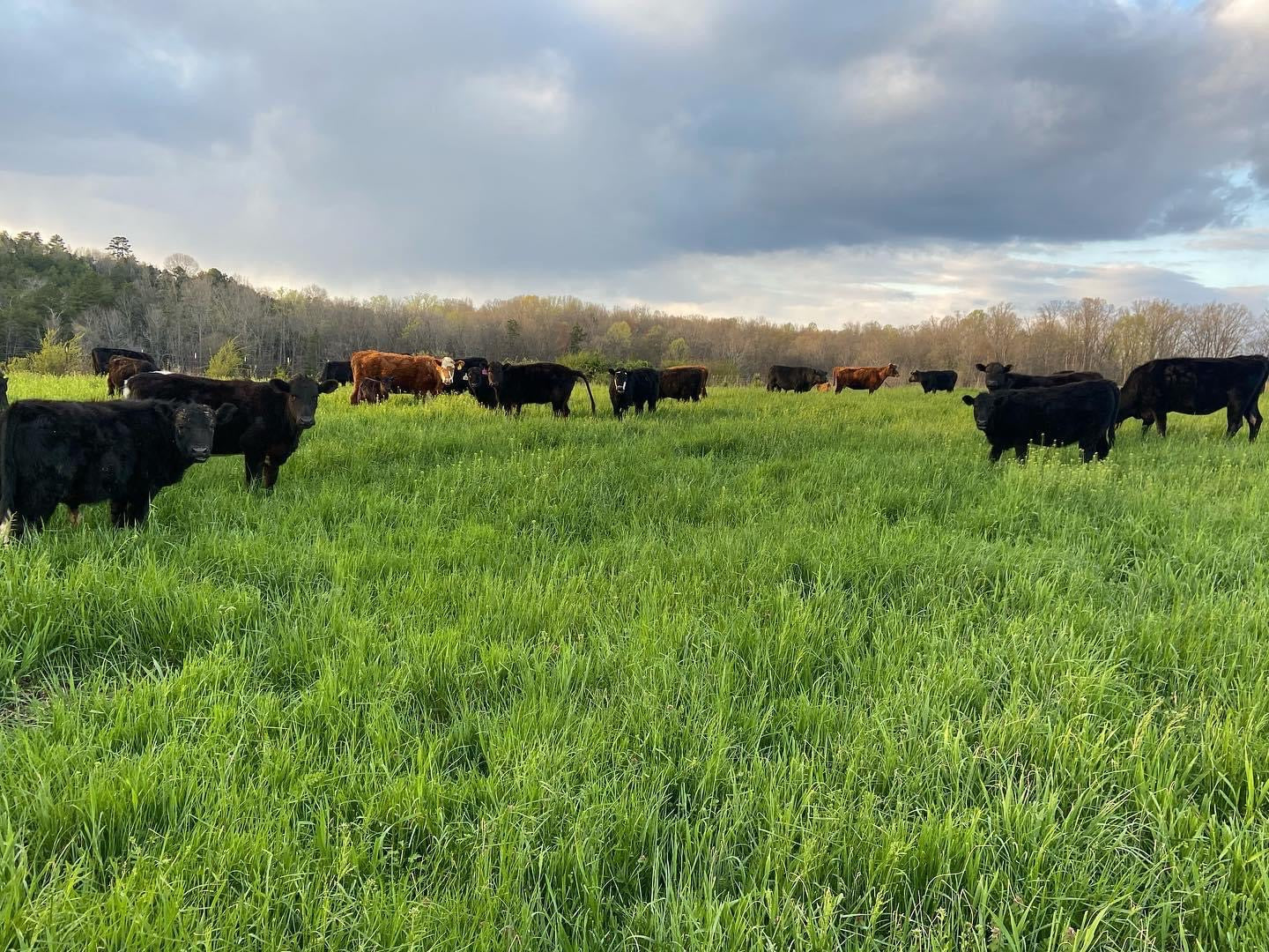 Local Business | Holly Knoll Farms | United States local business Grass Fed Beef Best Beef in Tennessee drive-thru fruits and vegetables store in tennessee Best Grass Fed Beef in Tennessee Subscription Boxes  Bundle Box  Pork Products  Free Range Eggs 