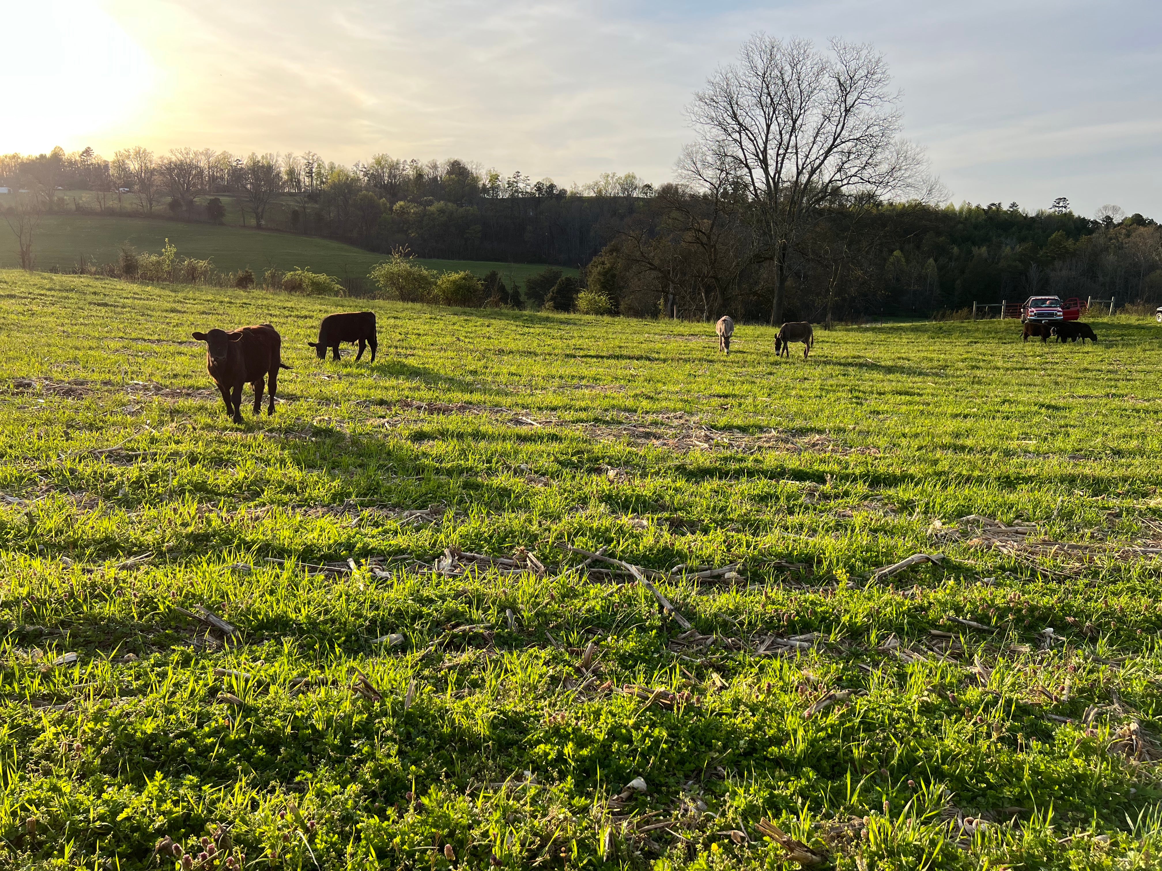 Holly Knoll Farms: 100% USDA Inspected, Grass-Fed, and Free Range Meat