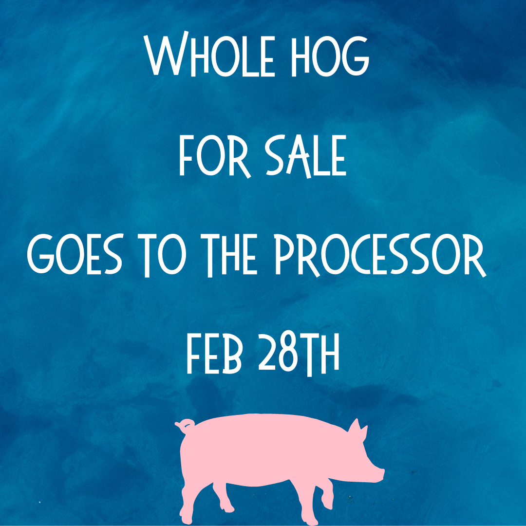 Pork - 1 whole hog share